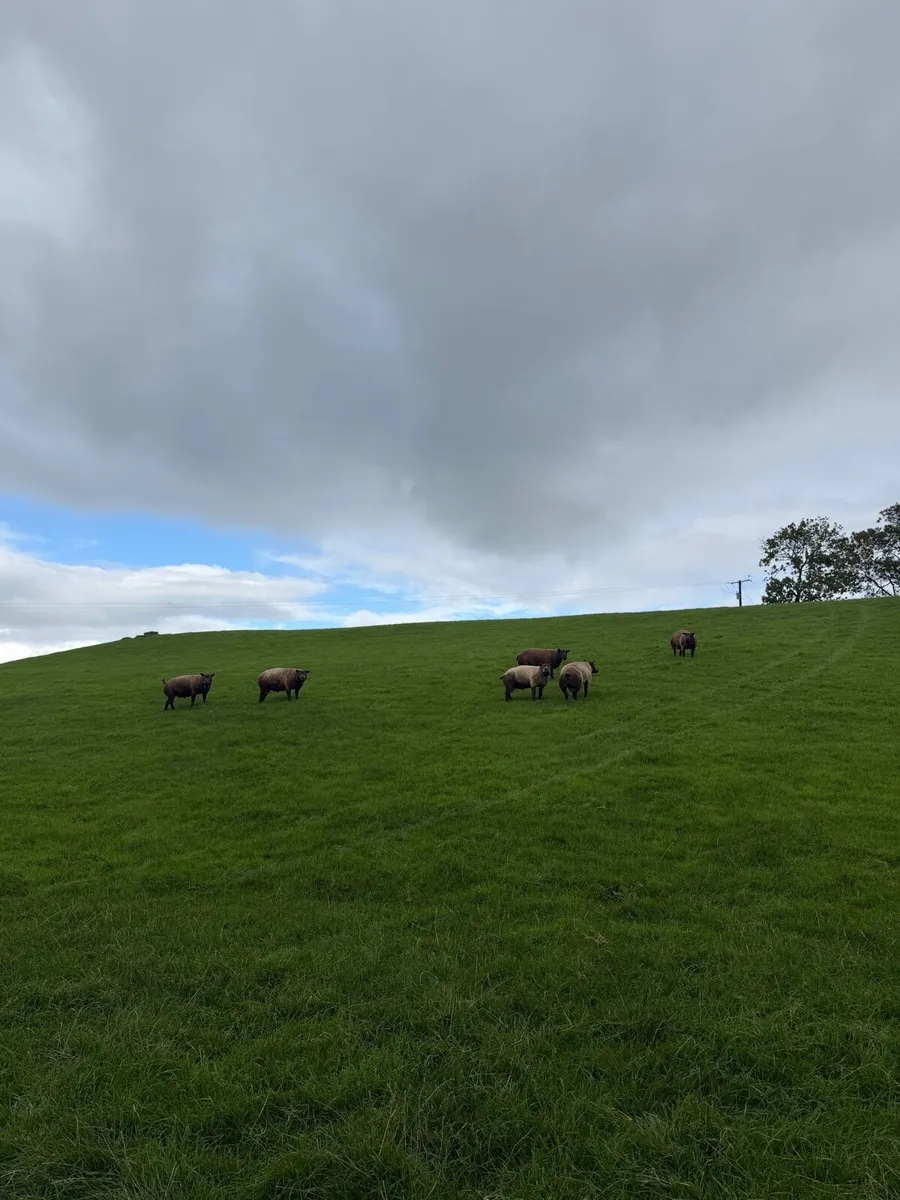 Blue Texel rams - Image 3