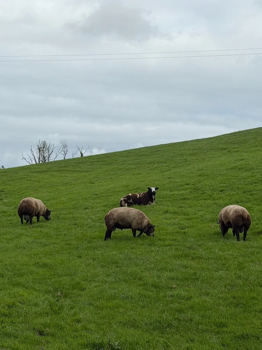 Blue Texel rams - Image 4