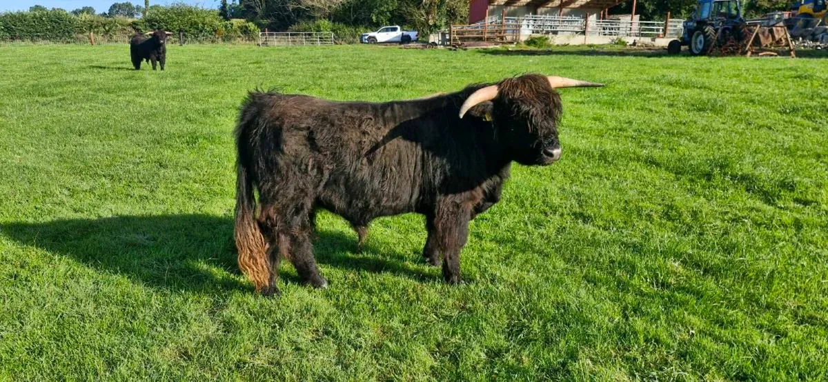 Highland PB Bulls - Image 2