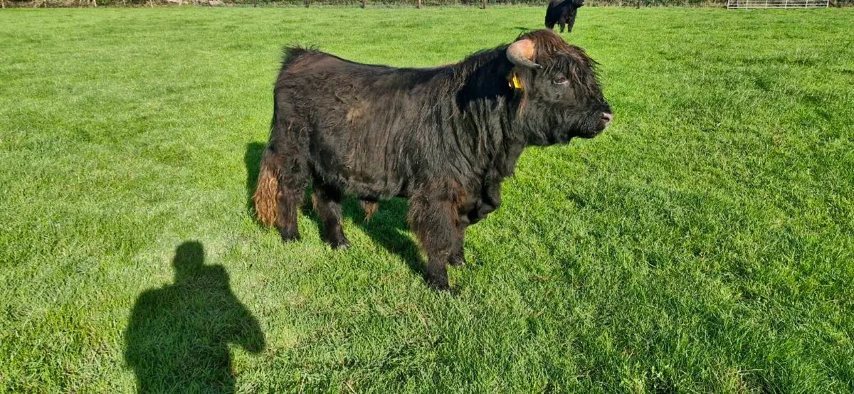 Highland PB Bulls - Image 3