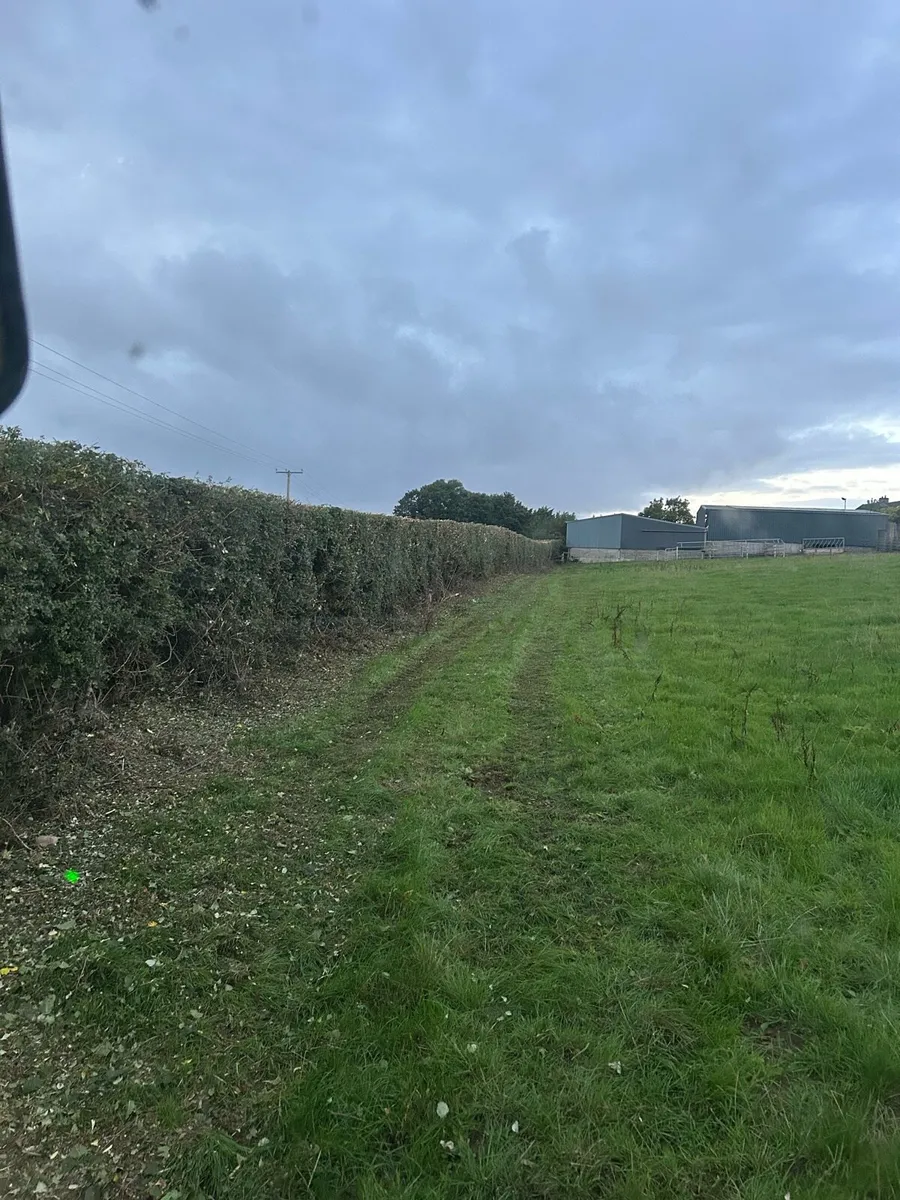 Headge cutting - Image 4