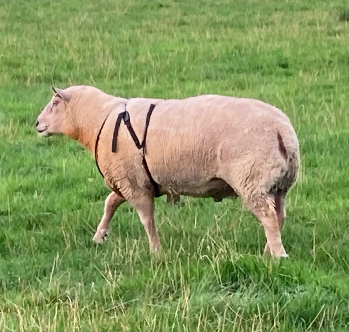 Ram - Image 1