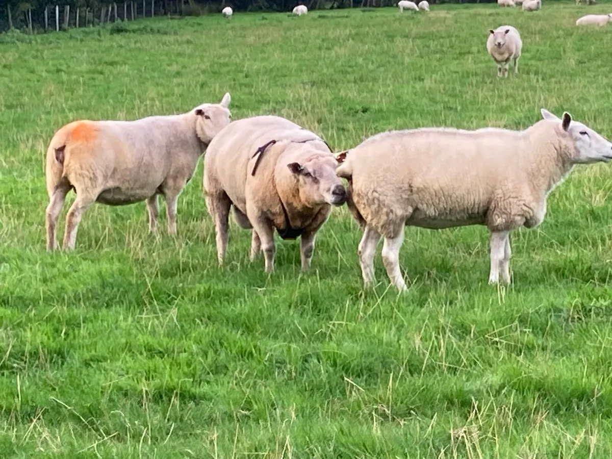 Ram - Image 2