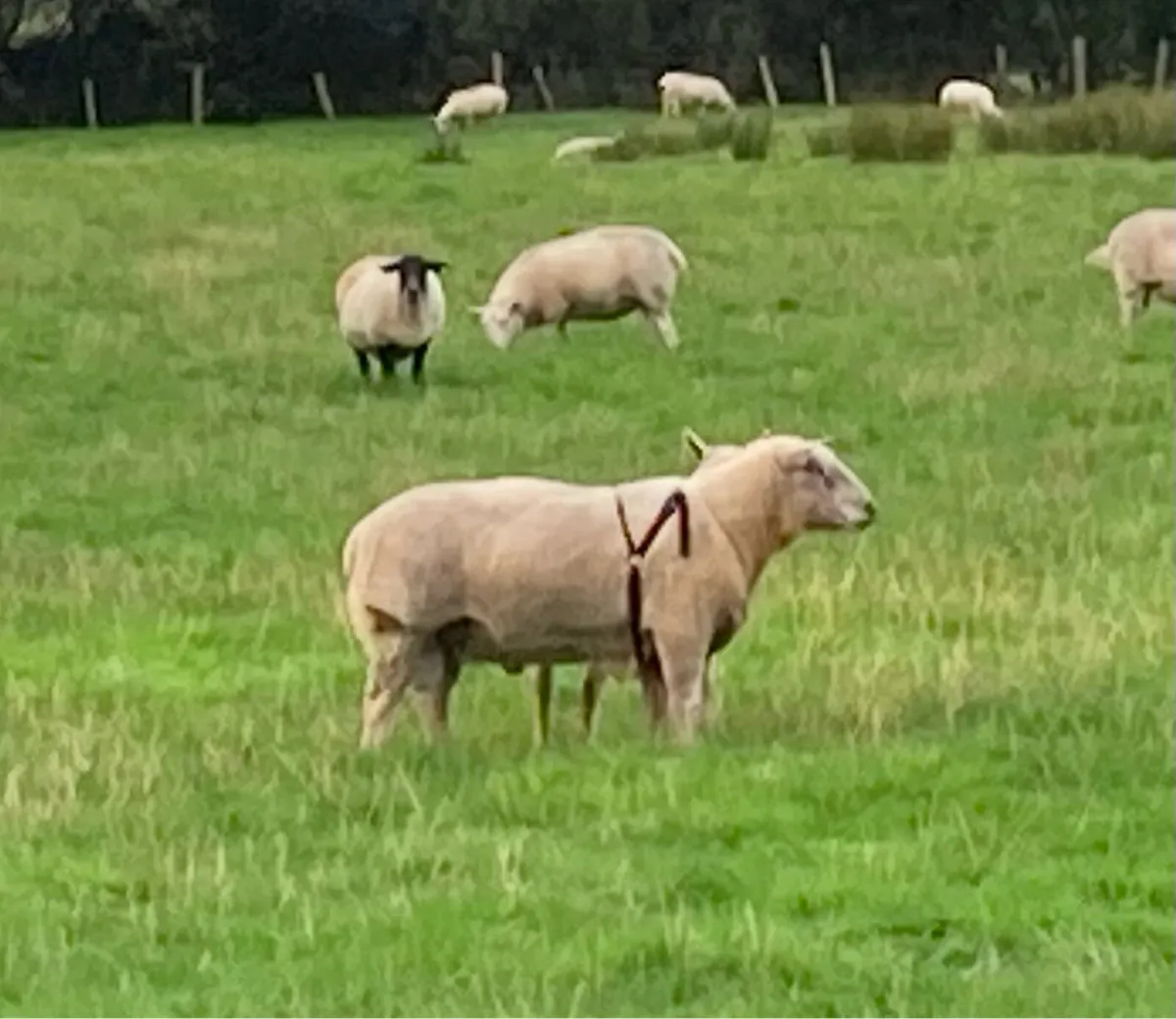 Ram - Image 4