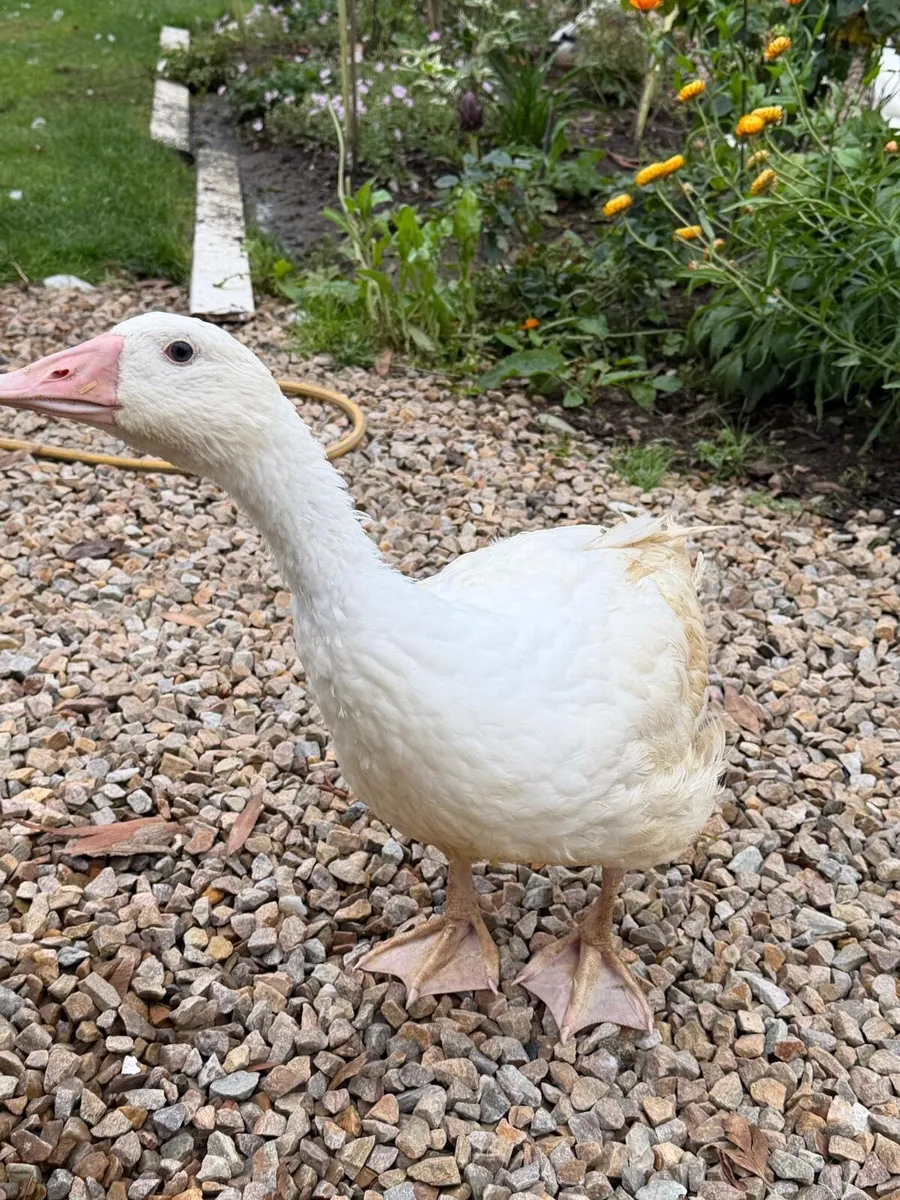 Geese - Image 1