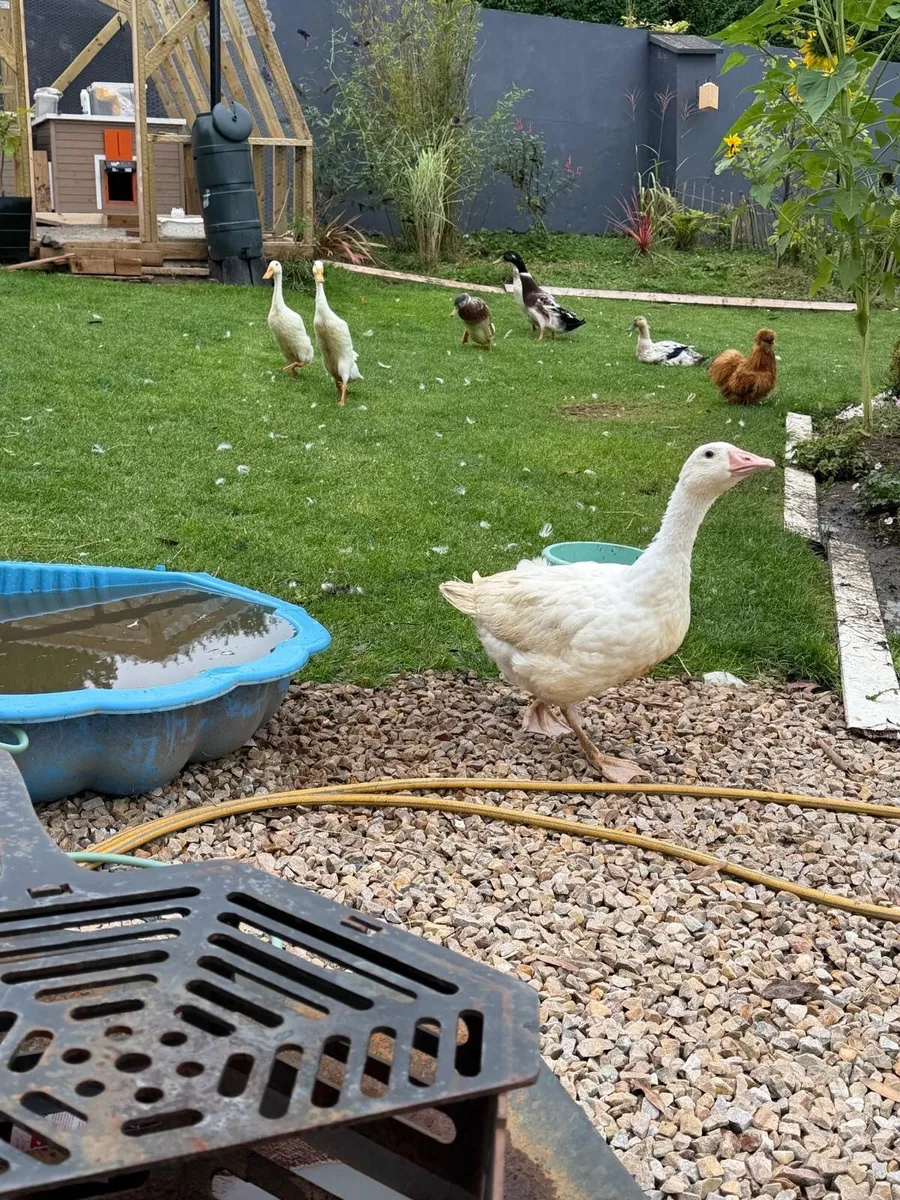 Geese - Image 2
