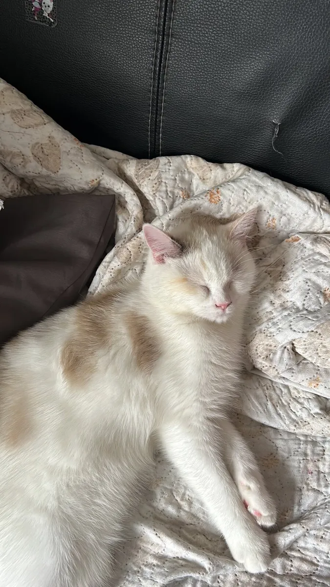 Cat - Image 2