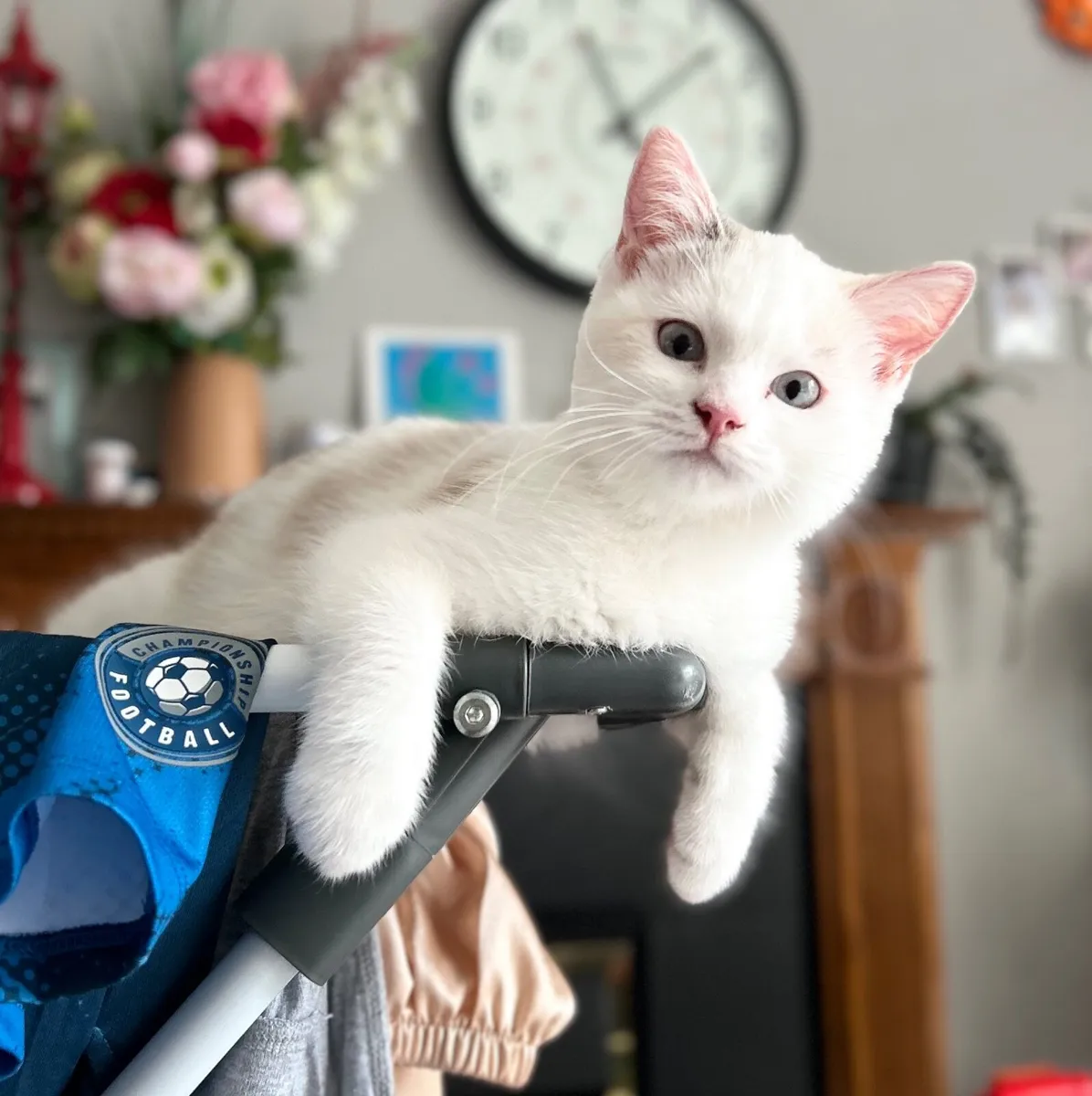 Cat - Image 1