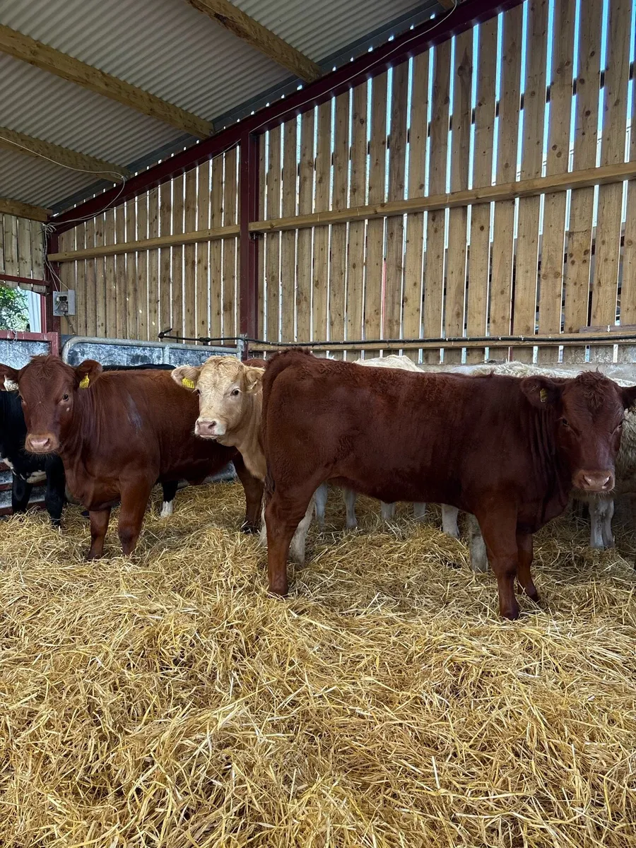 10 super 270kg suckler bred Weanling heifers - Image 1