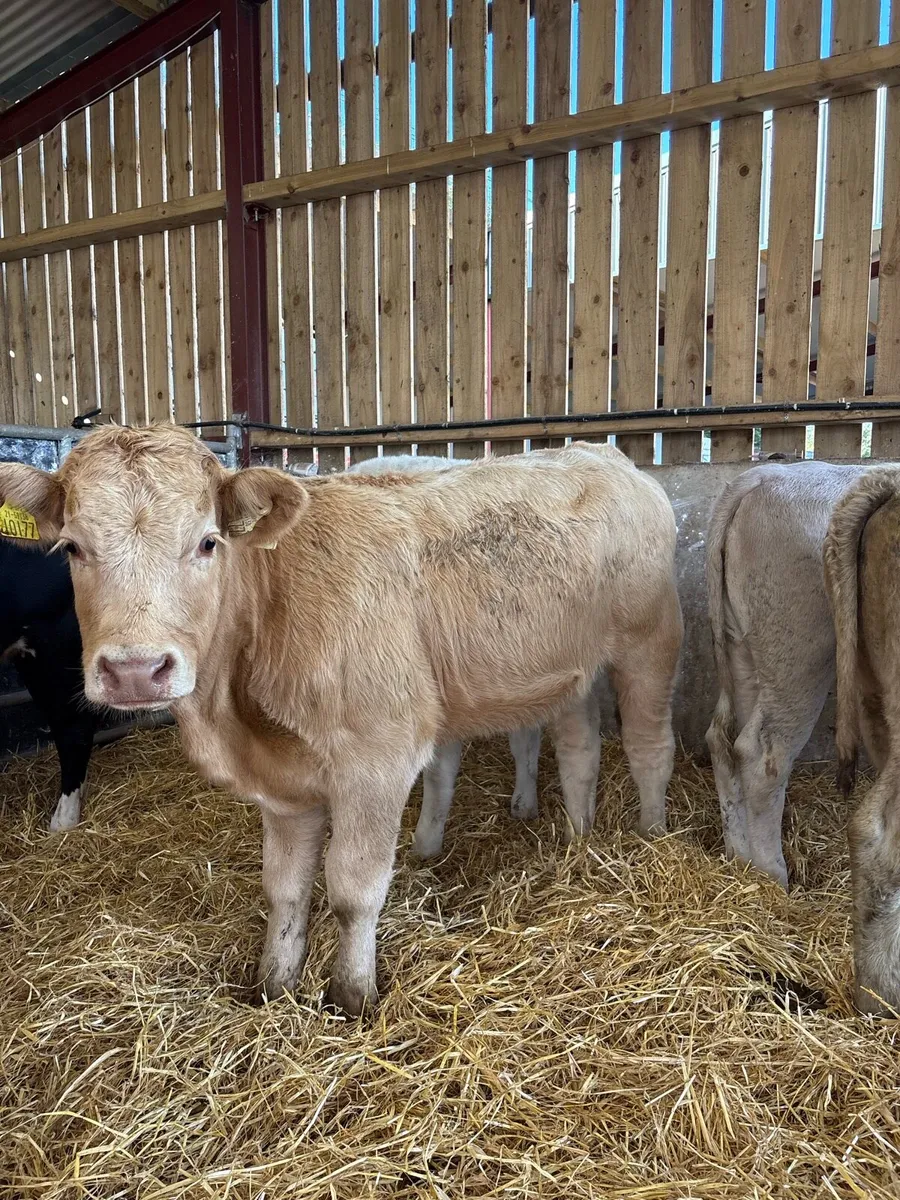 10 super 270kg suckler bred Weanling heifers - Image 2