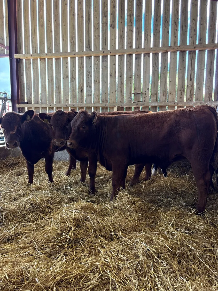 10 super 270kg suckler bred Weanling heifers - Image 3