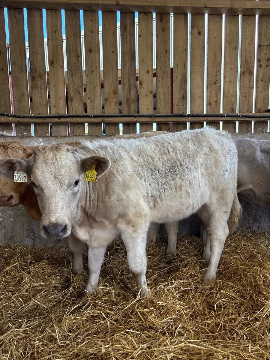 10 super 270kg suckler bred Weanling heifers - Image 4