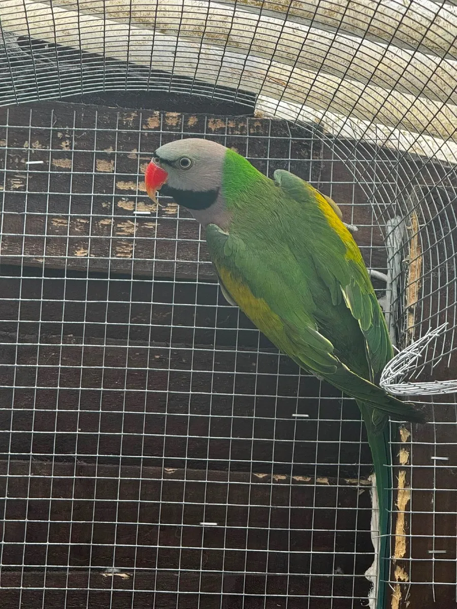 Pair of Mustash parakeets parrot - Image 1