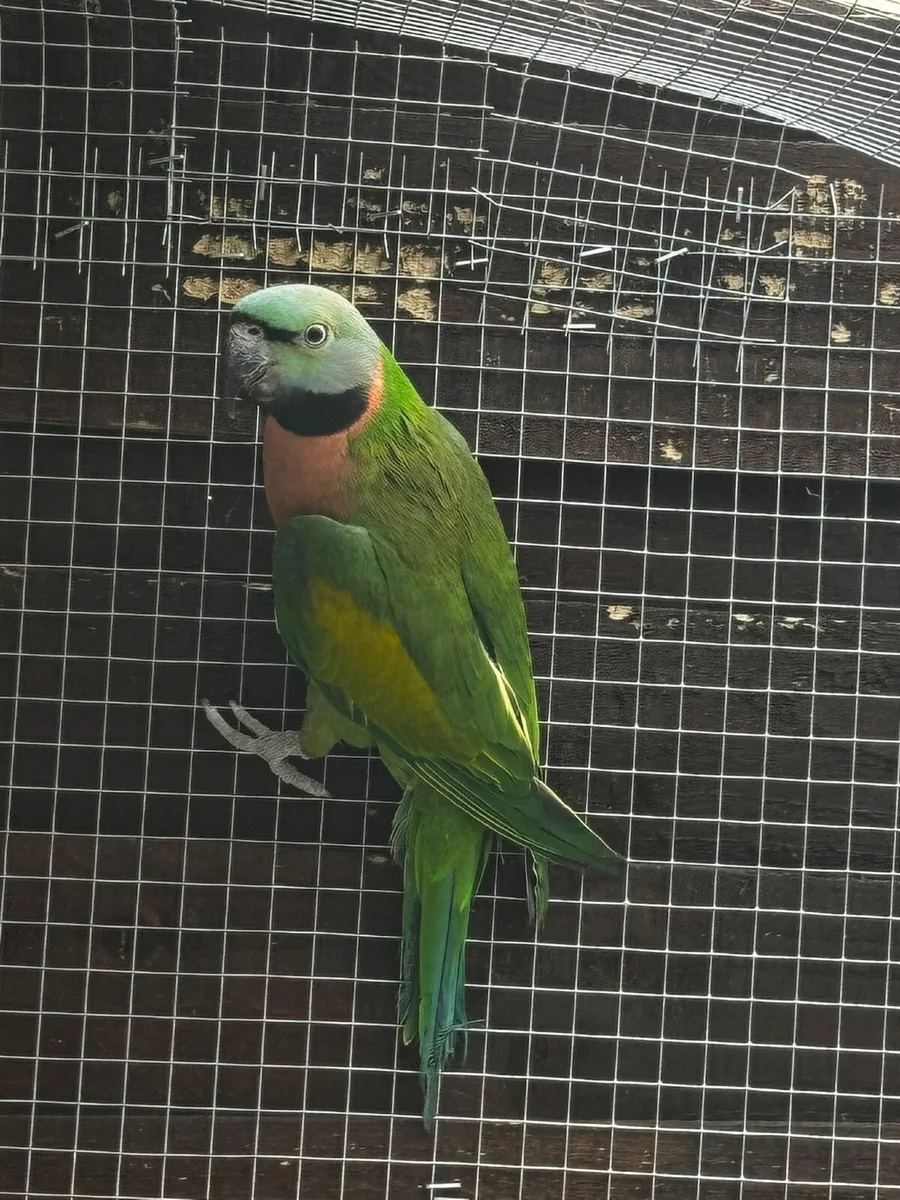 Pair of Mustash parakeets parrot - Image 2