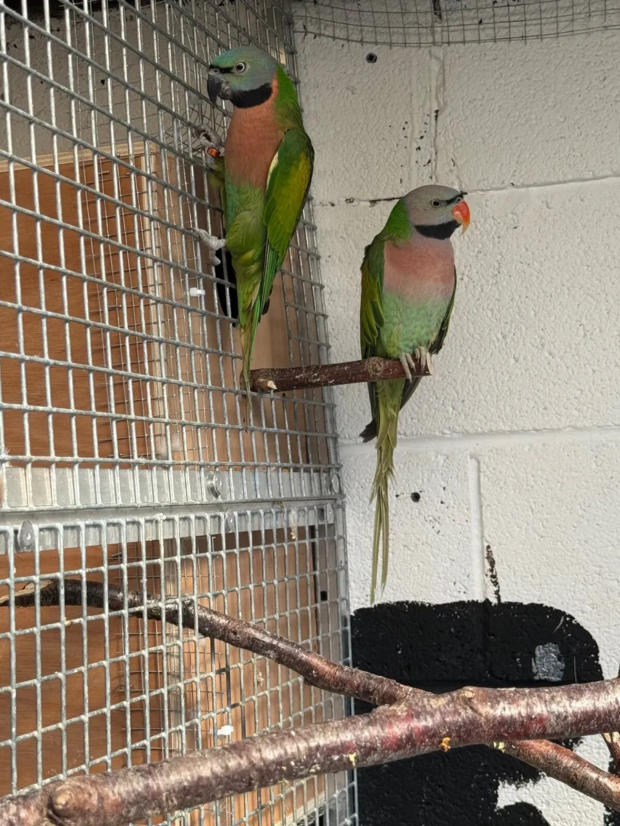 Pair of Mustash parakeets parrot - Image 3