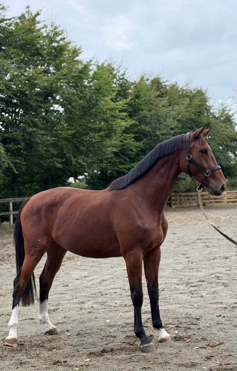 3yo well related mare - Image 1
