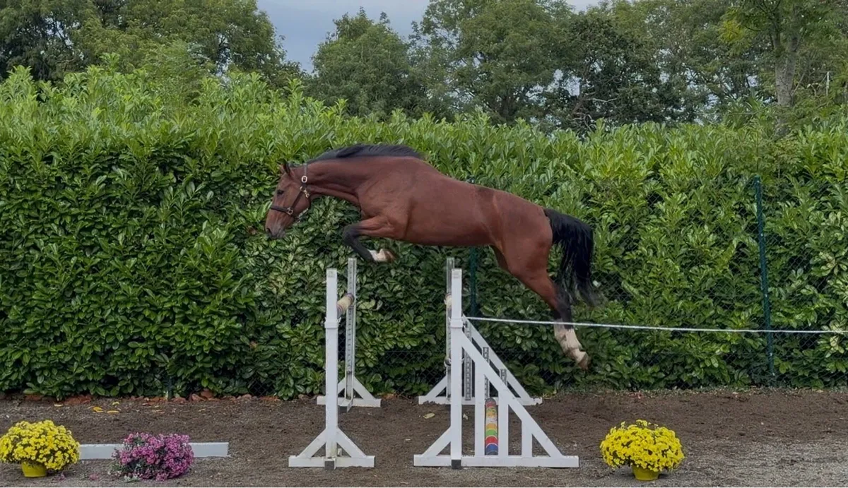 3yo well related mare - Image 2