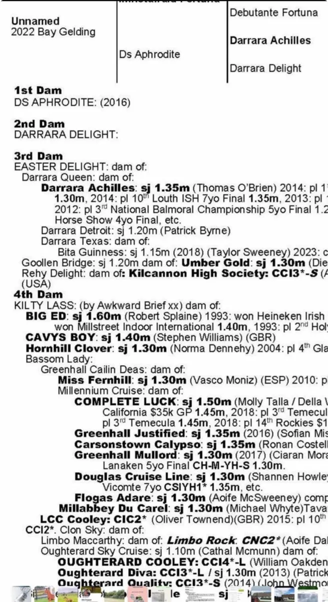 3yo well related mare - Image 3