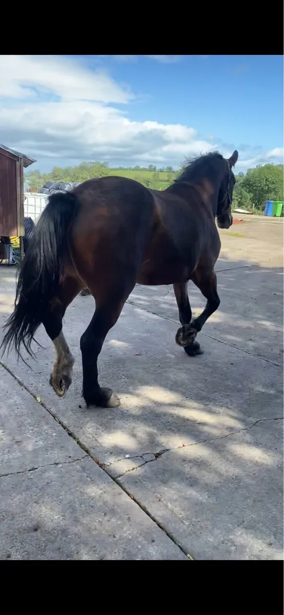 Potential Huntsmaster horse - Image 3