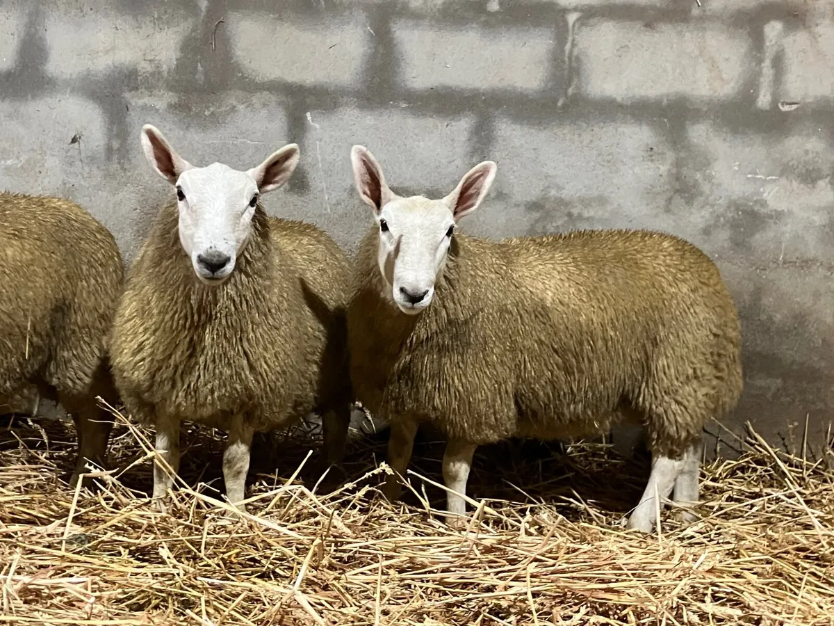 Cheviot ewe lambs - Image 3