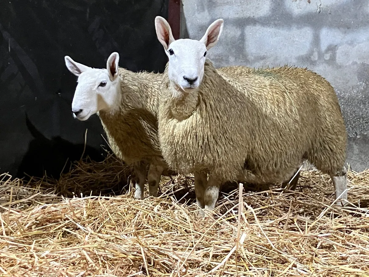 Cheviot ewe lambs - Image 4