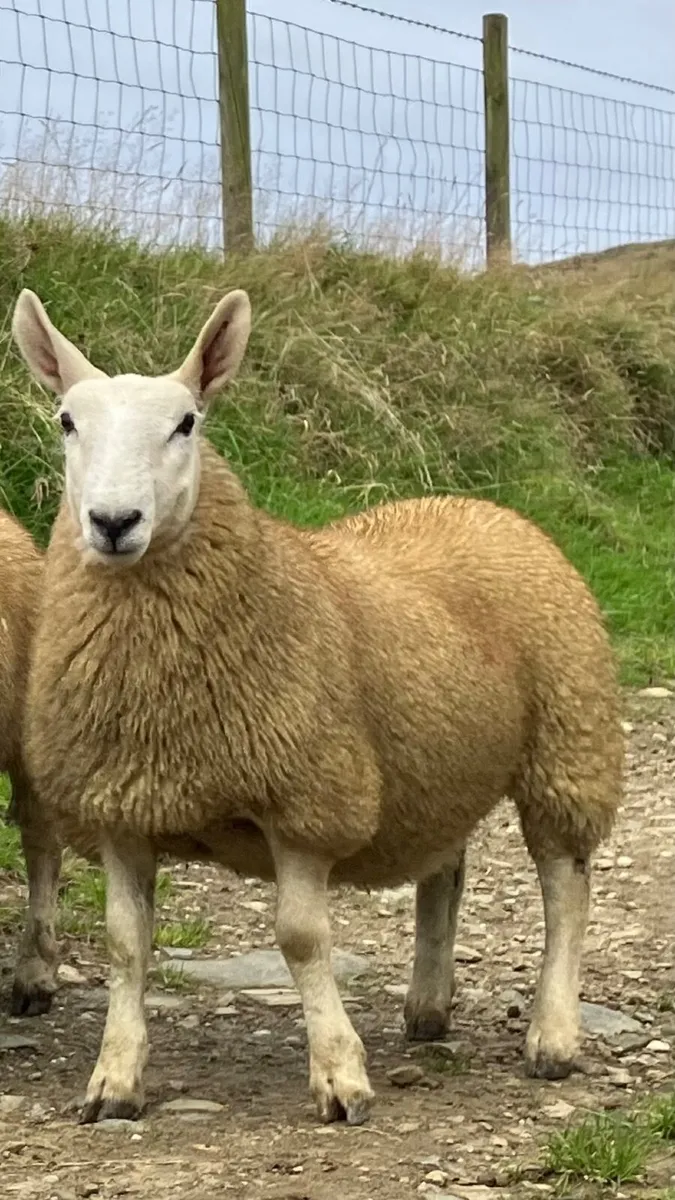 Cheviot ewe lambs - Image 1