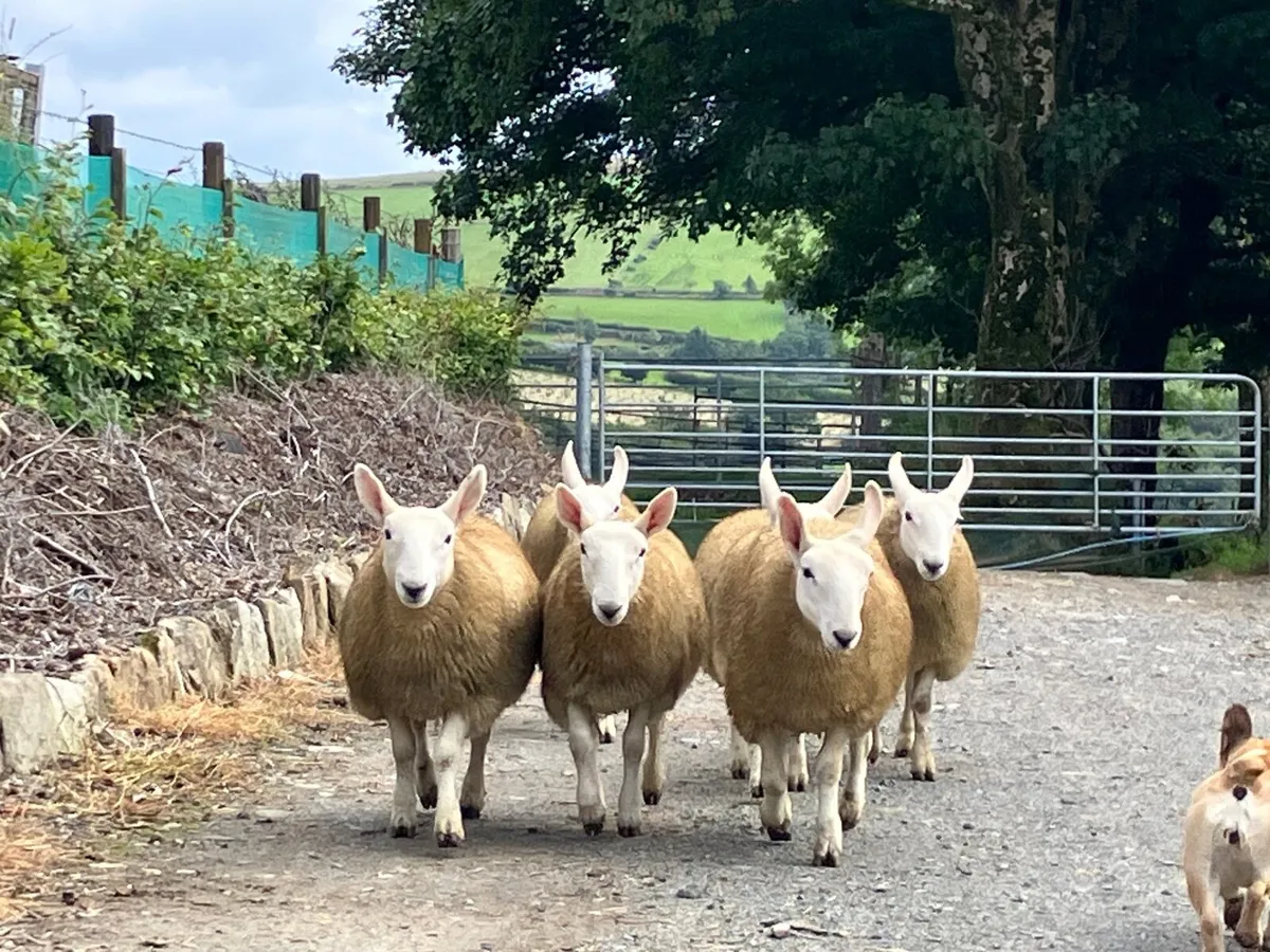 Cheviot ewe lambs - Image 2