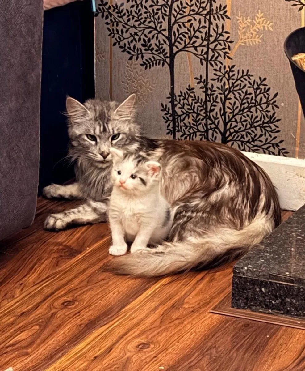 Maine Coon Cross Kittens - Image 1