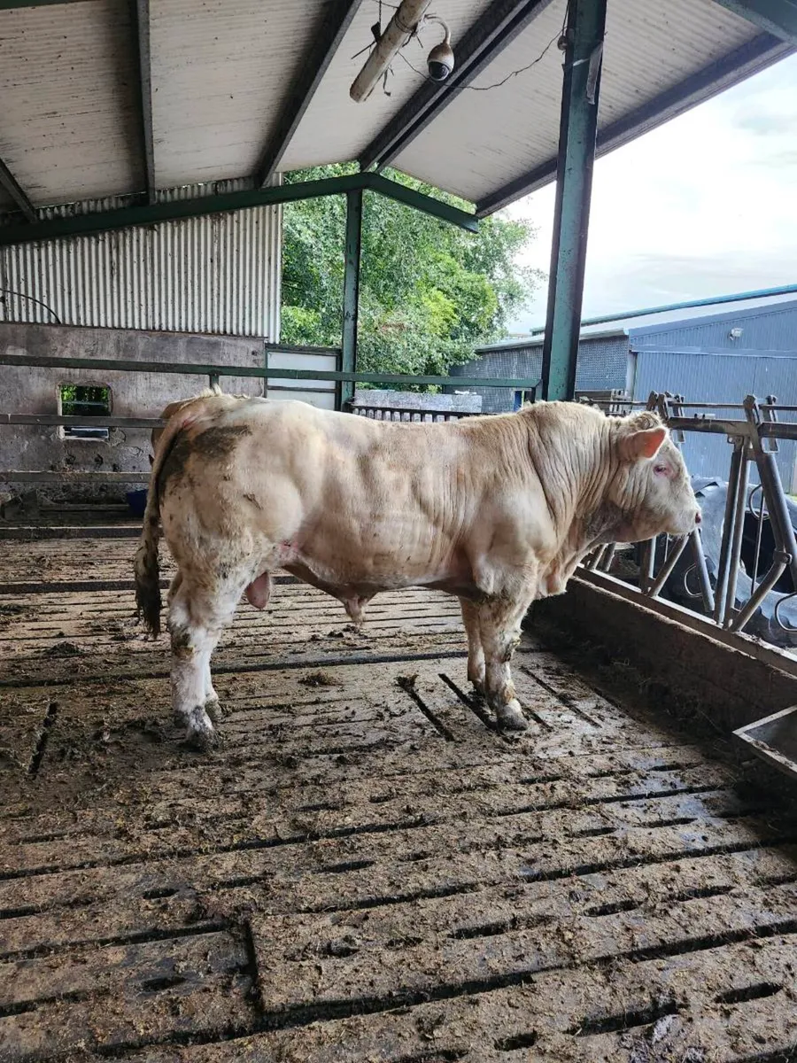 PBR Charolais Bull - Image 1