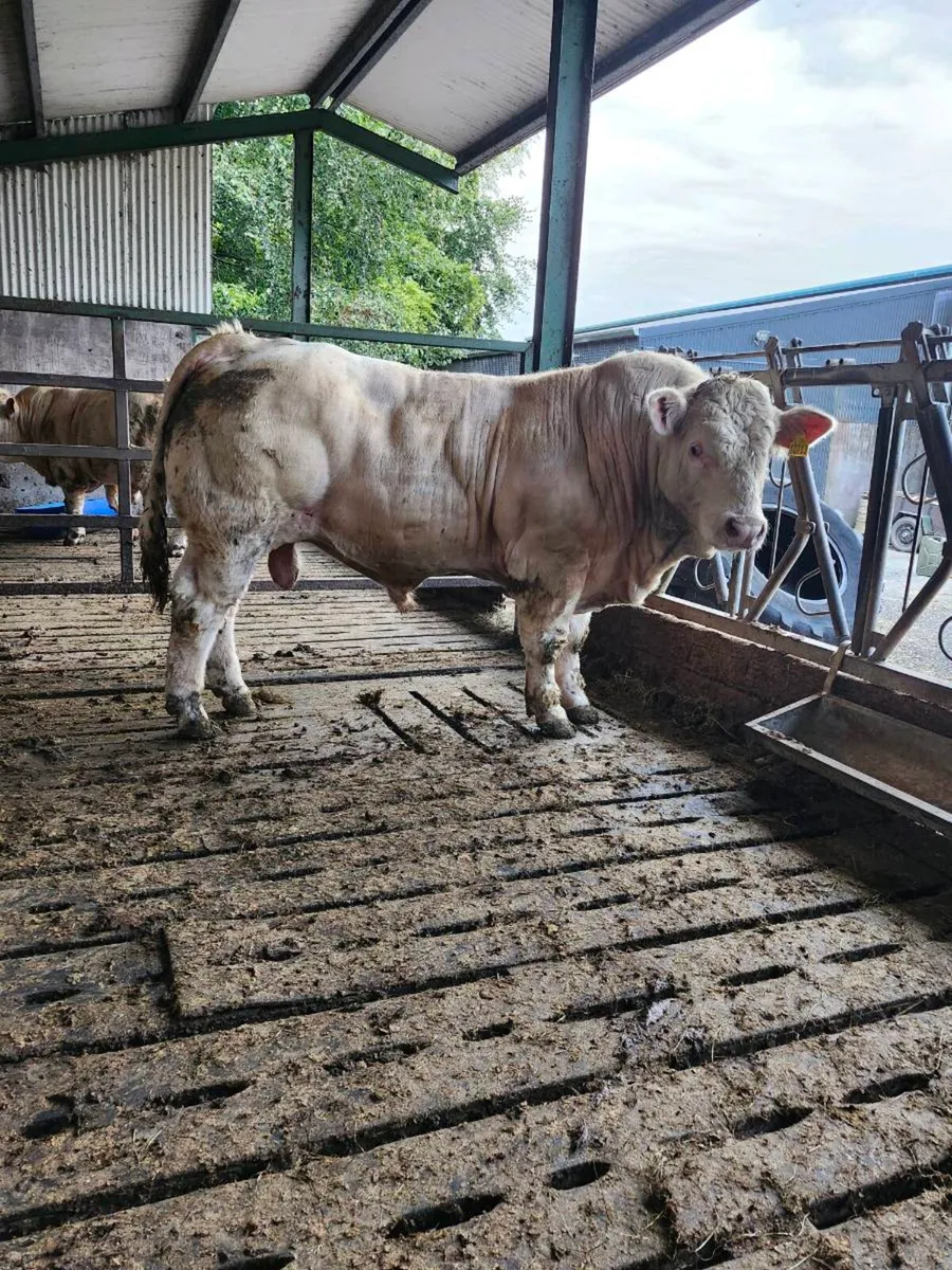 PBR Charolais Bull - Image 2