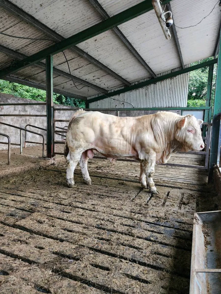PBR Charolais Bull - Image 3