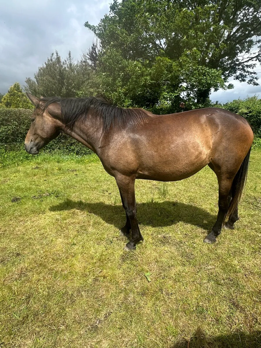 ISH Filly - Image 1