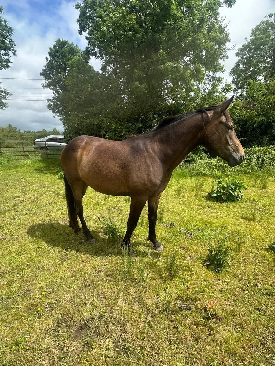 ISH Filly - Image 2