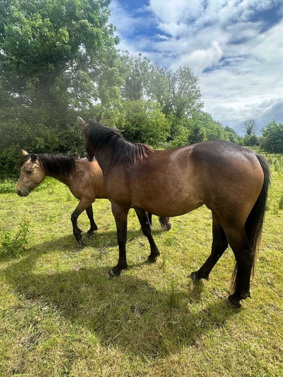 ISH Filly - Image 3