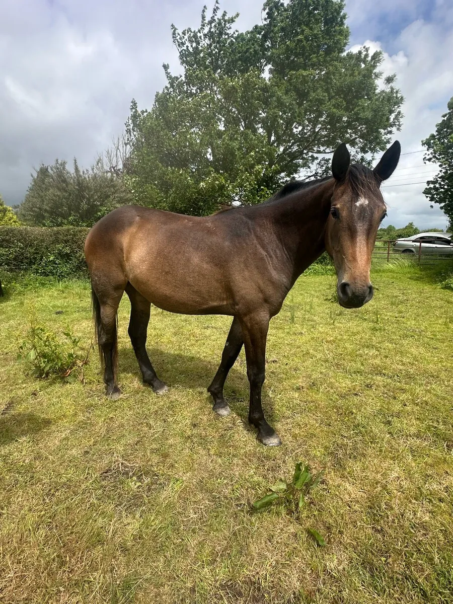 ISH Filly - Image 4