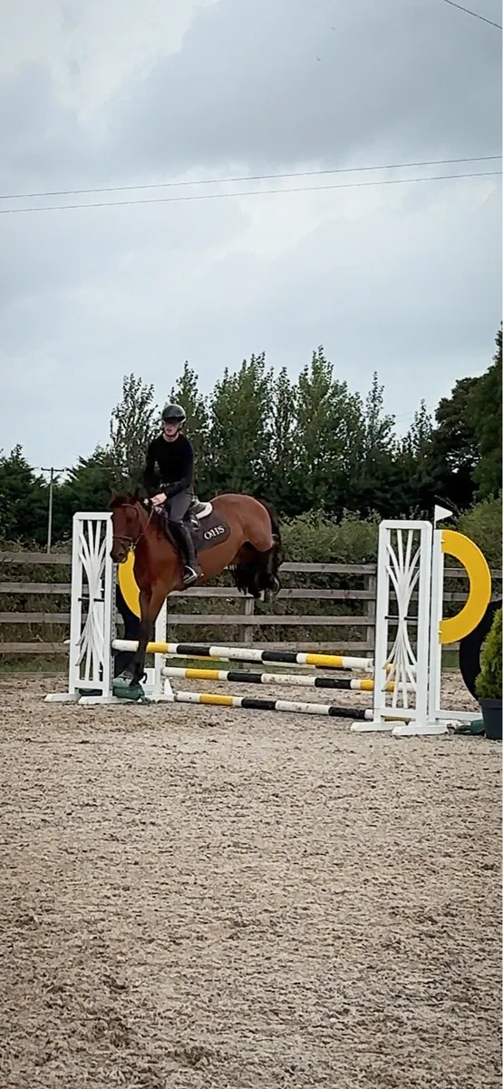 Rising 4yo pony !! - Image 2