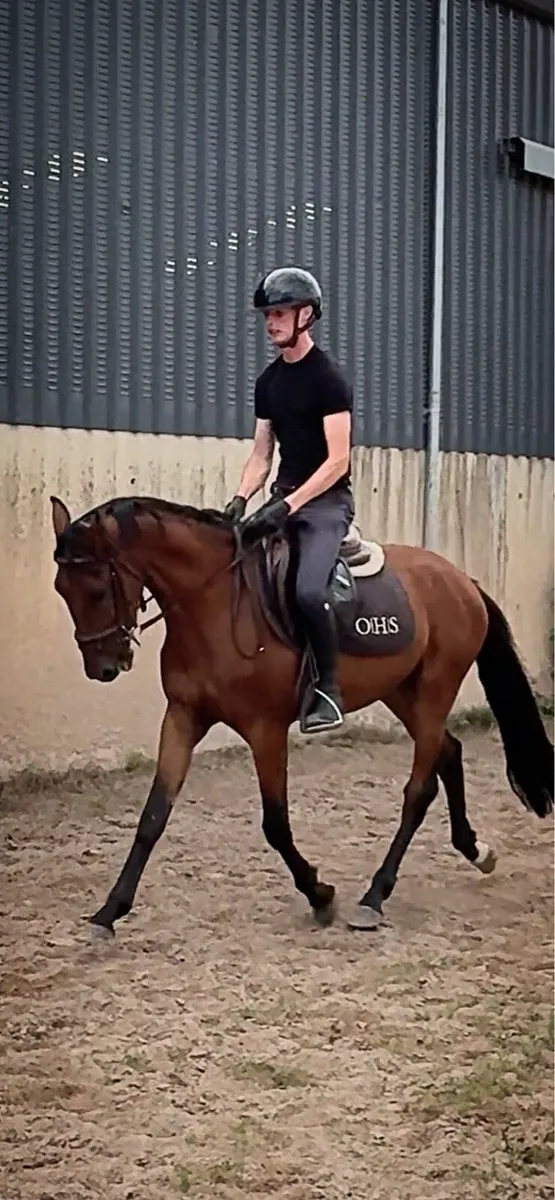 Rising 4yo pony !! - Image 3