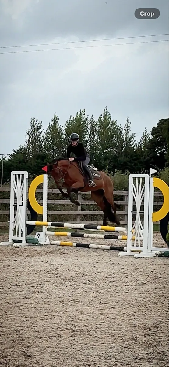 Rising 4yo pony !! - Image 1