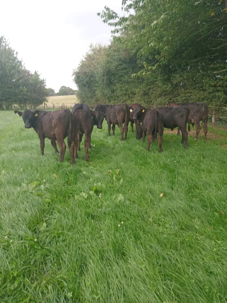 7 smashing quality 200kg bull weaners - Image 1