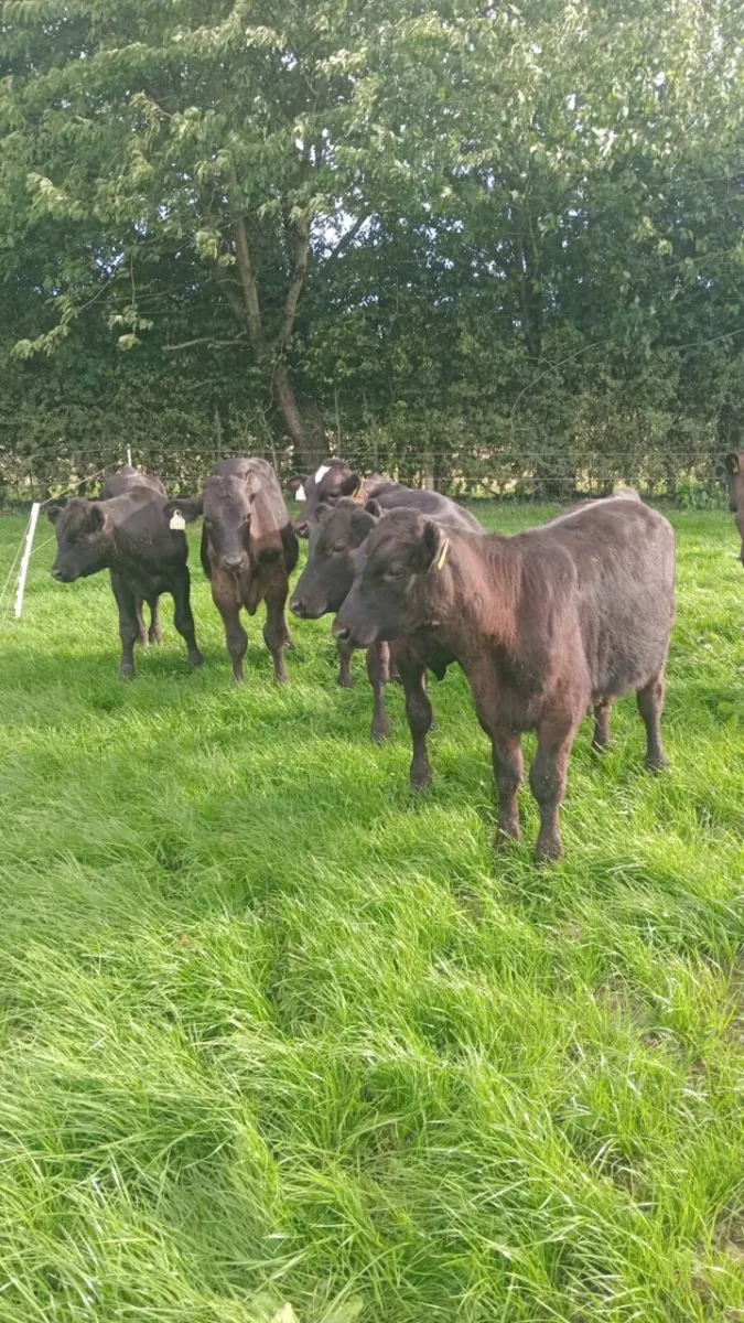 7 smashing quality 200kg bull weaners - Image 3