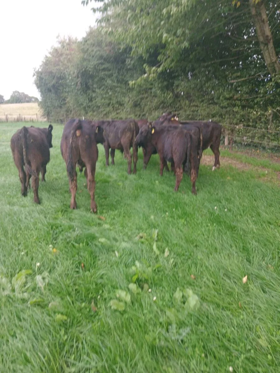 7 smashing quality 200kg bull weaners - Image 2