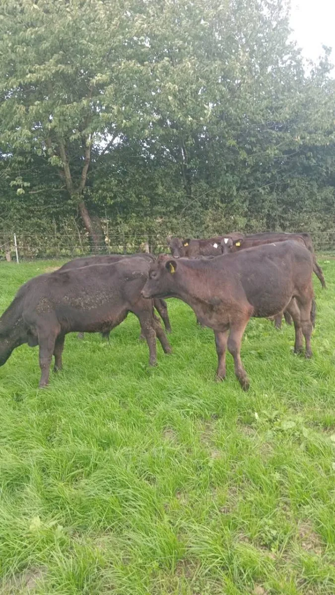 7 smashing quality 200kg bull weaners - Image 4