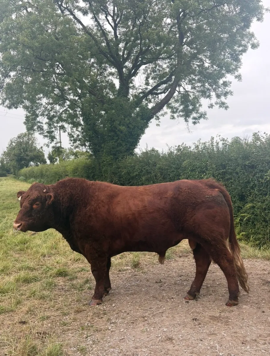 Pure bred Saler bull - Image 1