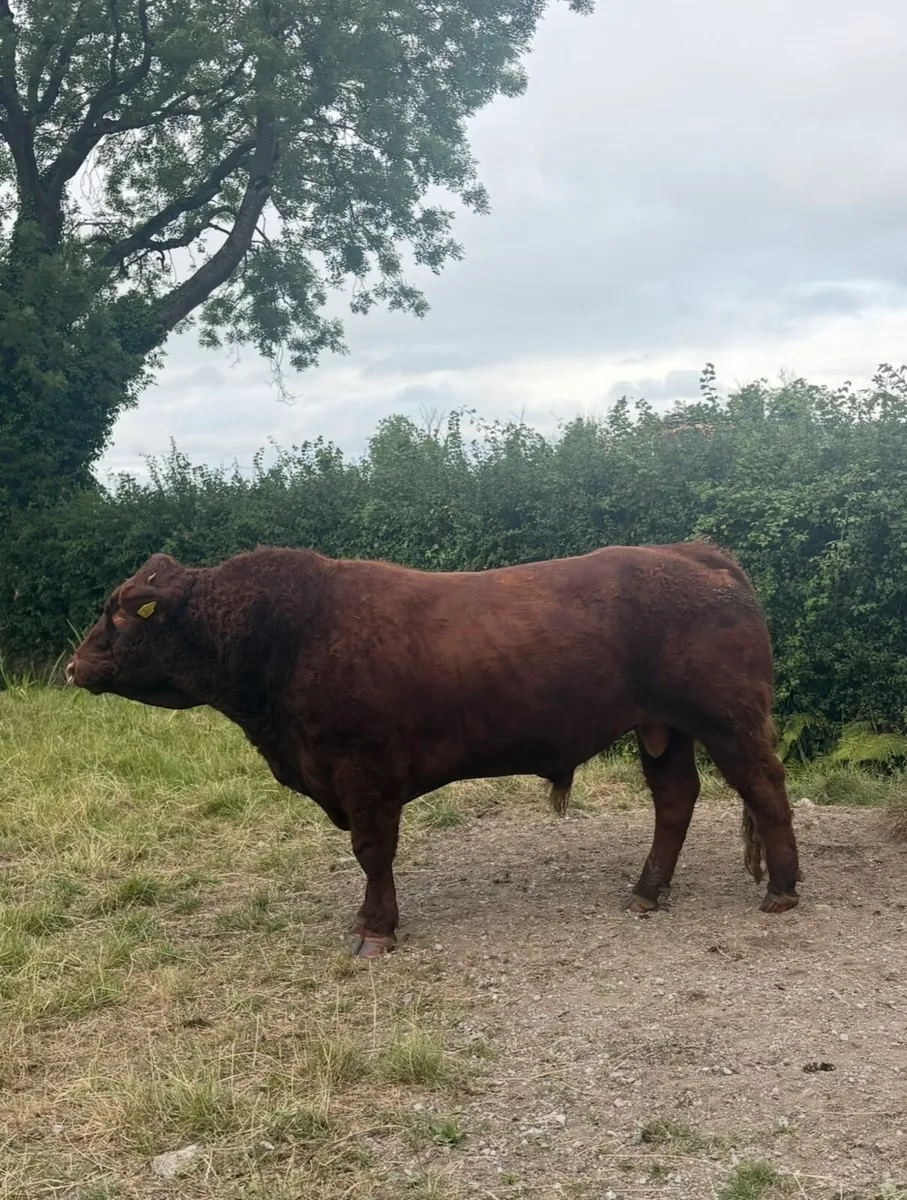 Pure bred Saler bull - Image 2