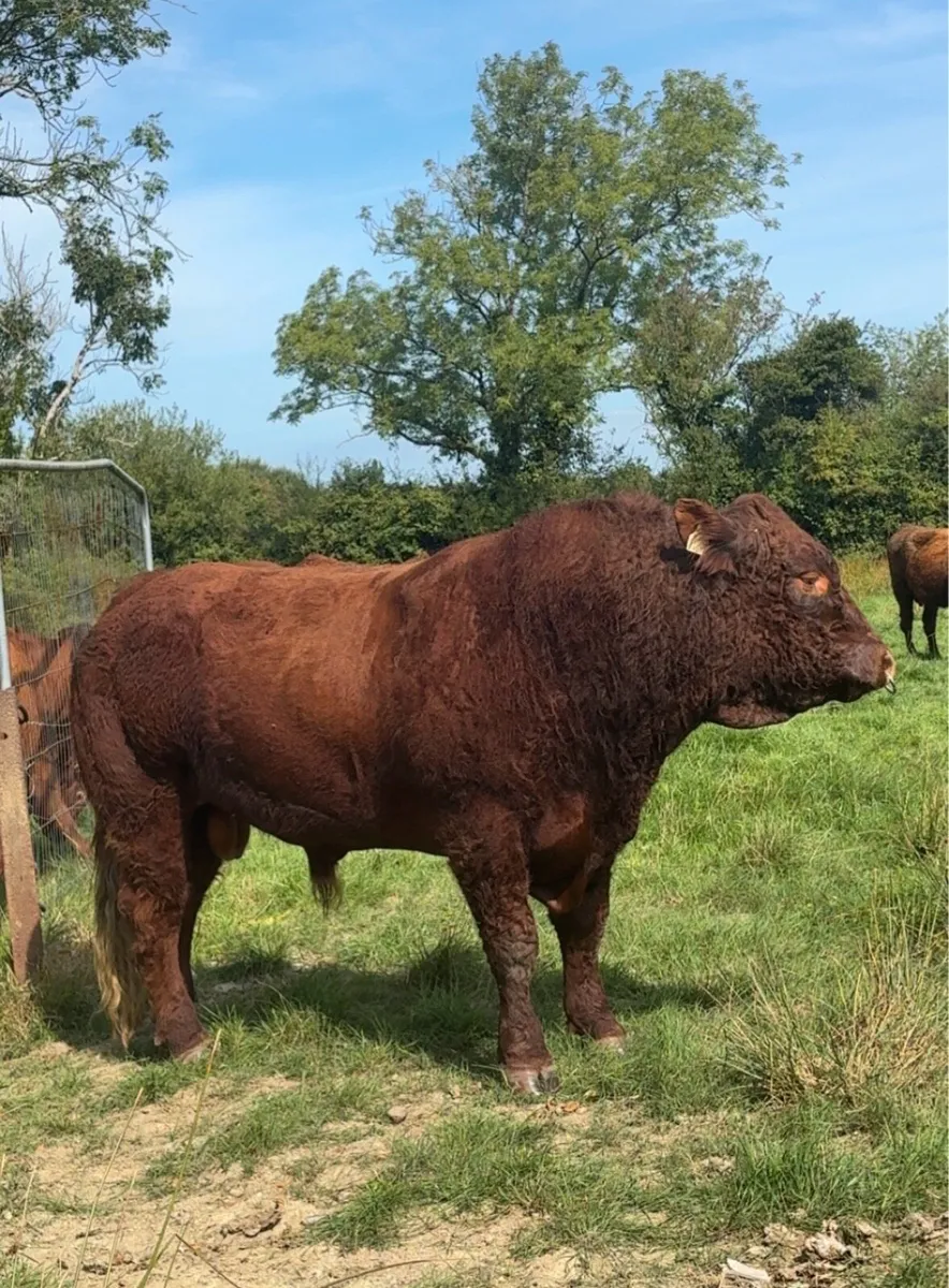 Pure bred Saler bull - Image 4