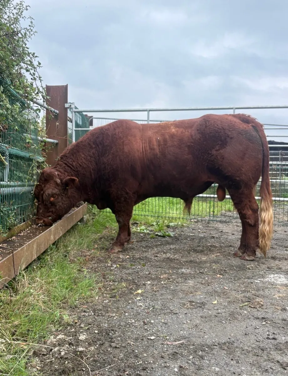 Pure bred Saler bull - Image 3