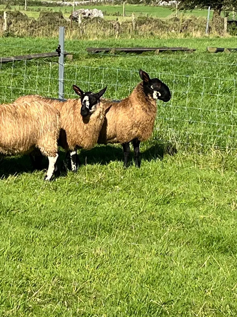 Selection of Milford ram lambs and hogget rams - Image 3