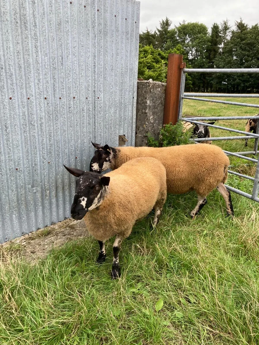 Selection of Milford ram lambs and hogget rams - Image 1