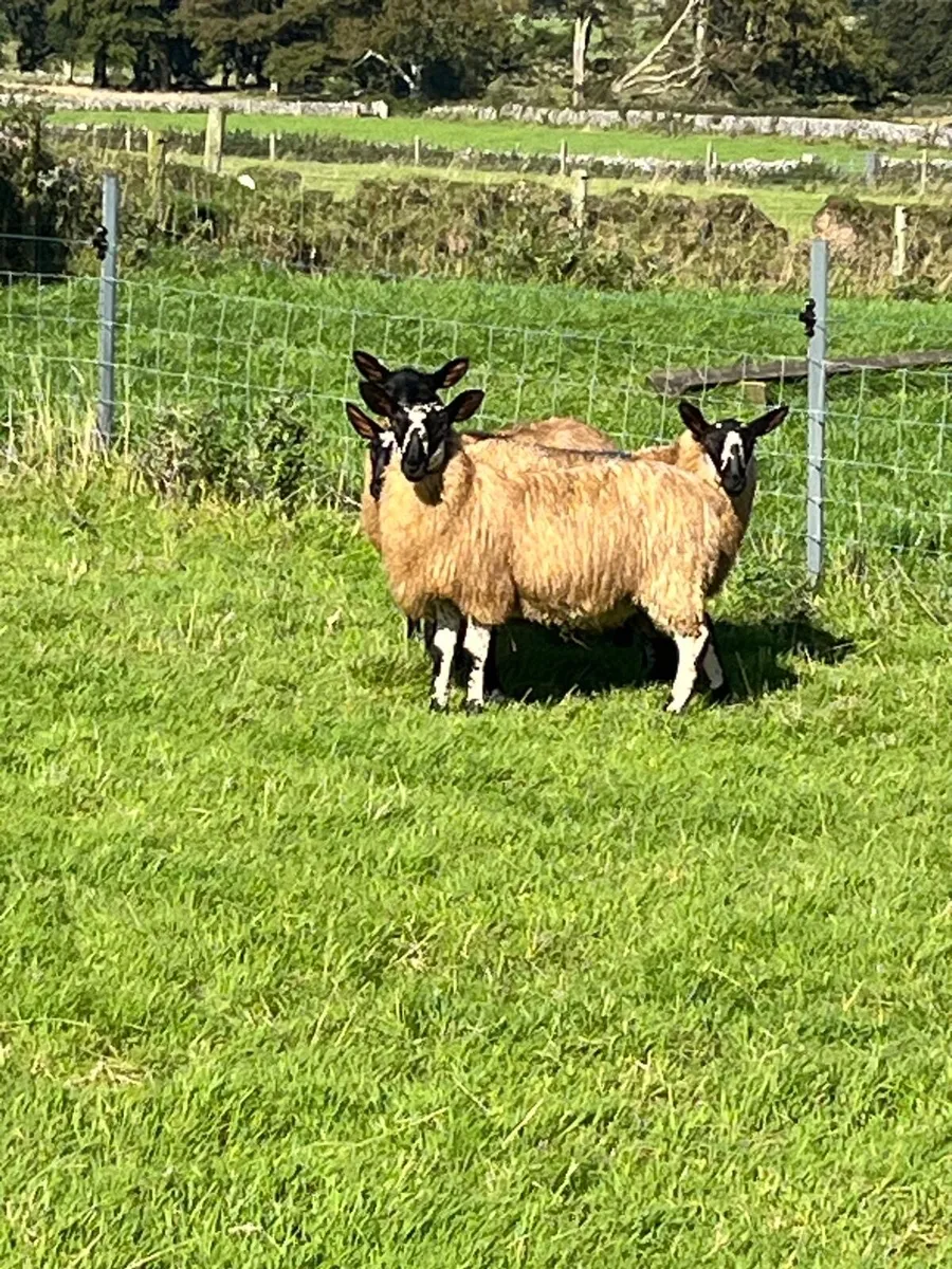 Selection of Milford ram lambs and hogget rams - Image 2