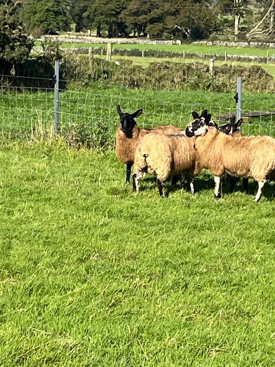 Selection of Milford ram lambs and hogget rams - Image 4